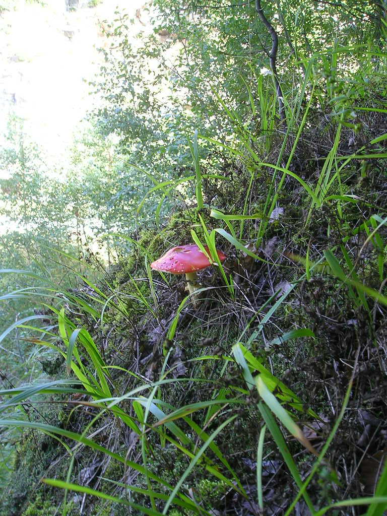 Muchomůrka červená (Amanita muscaria) (2)
