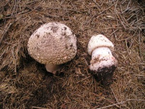 muchomurka-ruzovka--amanita-rubescens---1-.jpg