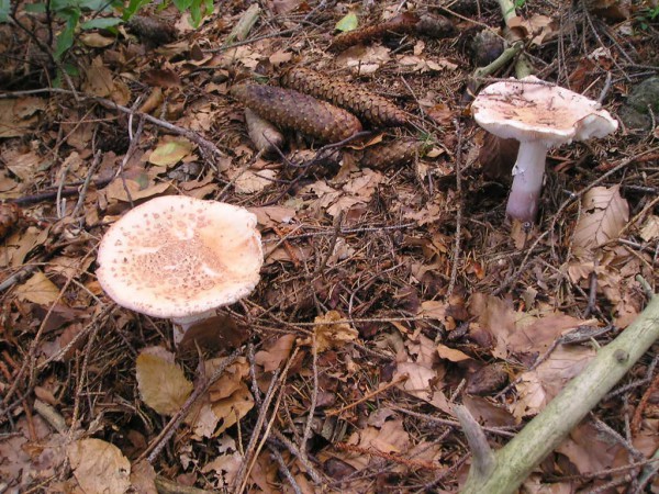 muchomurka-ruzovka--amanita-rubescens---4-.jpg