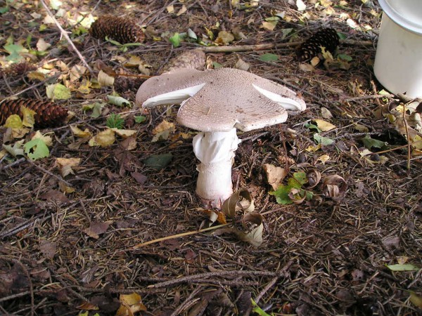 muchomurka-ruzovka--amanita-rubescens---7-.jpg