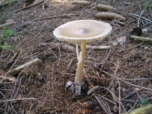 posvatka-obecna--amanita-vaginata---2-.jpg