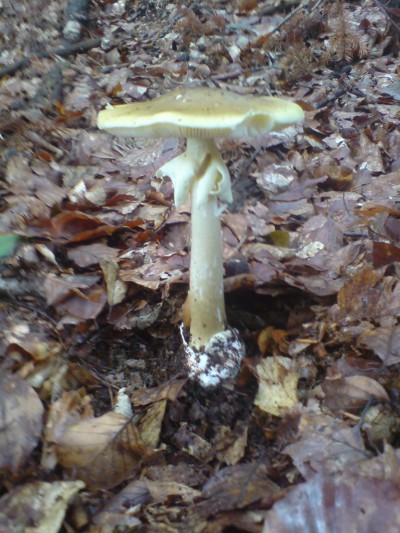 muchomurka-zelena--amanita-phalloides---4-.jpg