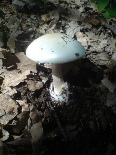 muchomurka-zelena--amanita-phalloides-var.-alba---2-.jpg