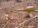 Hřib pravý (Boletus edulis)  (2)