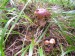 Hřib pravý (Boletus edulis)  (4)