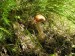 Kozák březový (Leccinum scabrum) (1)