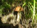 Kozák březový (Leccinum scabrum) (2)