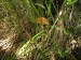 Křemenáč březový (Leccinum atrostipitatum) (2)