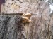 Hlíva plicní (Pleurotus pulmonarius) (2)
