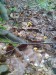 Liška obecná (Hygrophoropsis aurantiaca) (1)