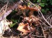 Václavka obecná (Armillaria mellea) (2)