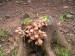 Václavka obecná (Armillaria mellea) (9)