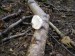 Březovník obecný (Piptoporus betulinus)  (3)