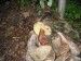 Hřib kříšť (Boletus calopus)  (1)