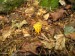 Krásnorůžek lepkavý (Calocera viscoza) (3)
