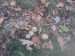 Prašivka - Pýchavka hruškovitá (Lycoperdon pyriforme) (7)