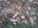Prašivka - Pýchavka hruškovitá (Lycoperdon pyriforme) (9)