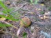 Prašivka - Pýchavka huňatá (Lycoperdon umbrinus) (3)