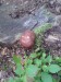 Šafránka červenožlutá (Tricholomopsis rutilans)  (5)