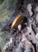 Šafránka červenožlutá (Tricholomopsis rutilans)  (9)