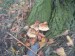 Šupinovka zhoubná (Pholiota destruens) (2)