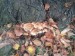 Šupinovka zhoubná (Pholiota destruens) (5)