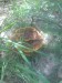 Lesklokorka lesklá (Ganoderma lucidum) (2)